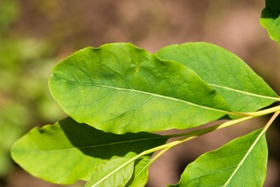 Exochorda racemosa - hroznovec hroznatý - list léto